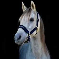 Back on Track Licol Werano Bleu Outlet