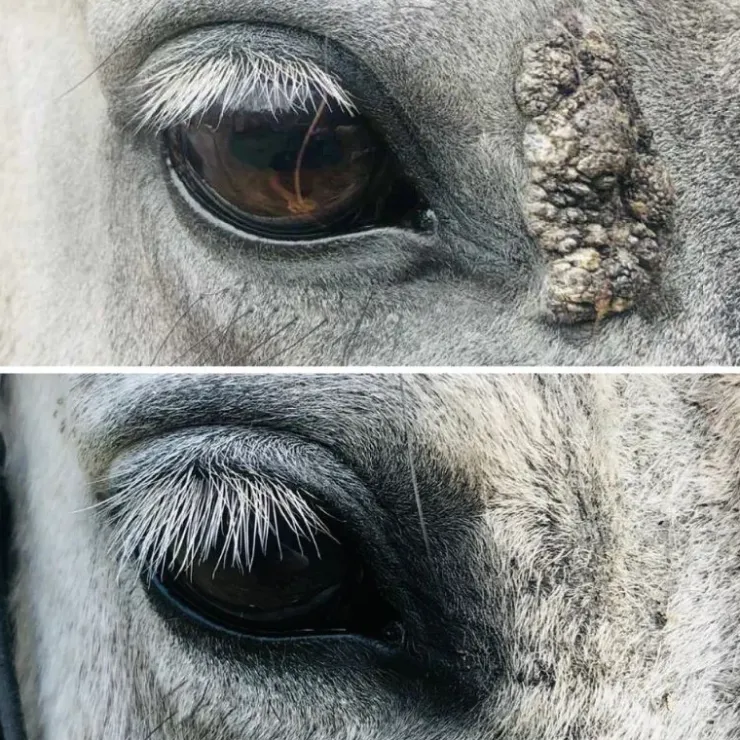 Cura Naturale Huile Excroissance Cutanée Discount