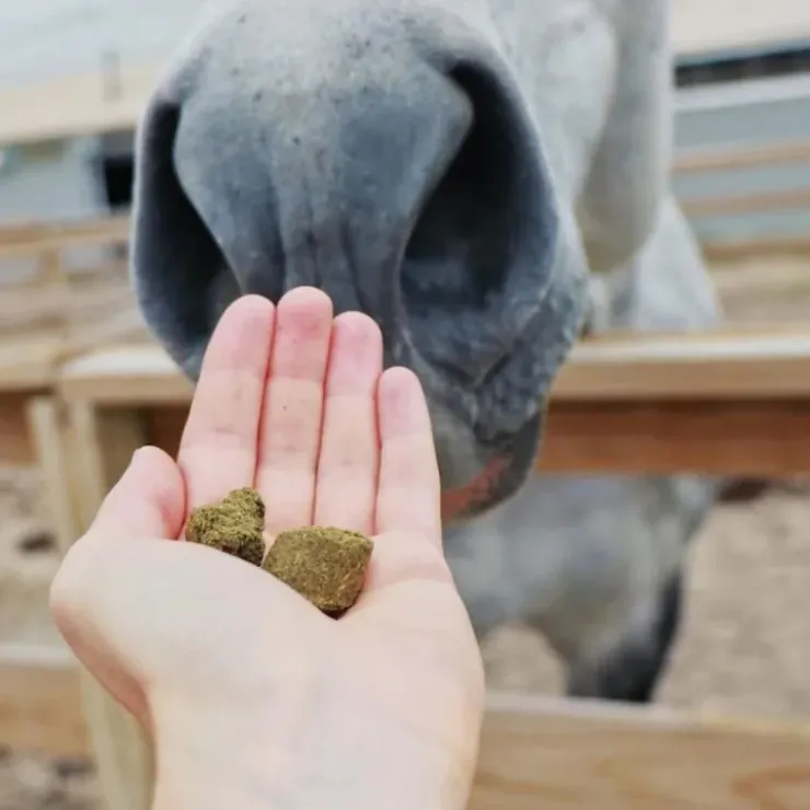 Hilton Herbs Herballs n°4 Myrtille & Thym Friandises Cheval Sale