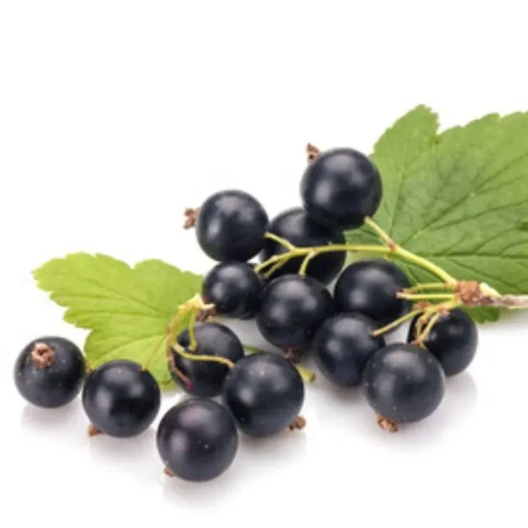 Horse Remedy Macérat de Cassis Best