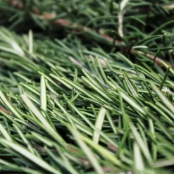 Horse Remedy Macérat de Romarin New