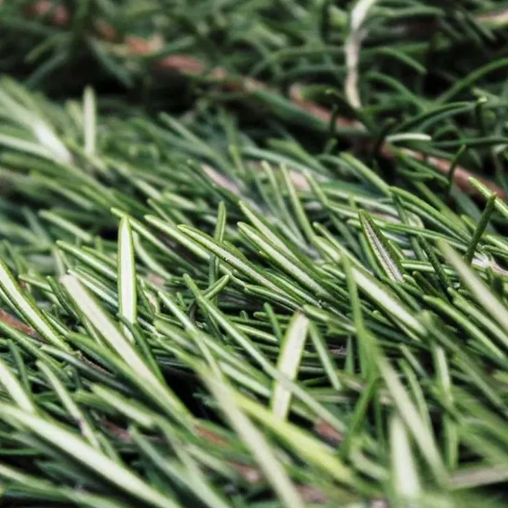 Horse Remedy Macérat de Romarin New