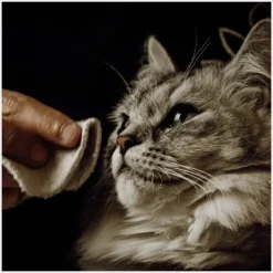 Nellumbo Lotion Nettoyante Chien & Chat Sale